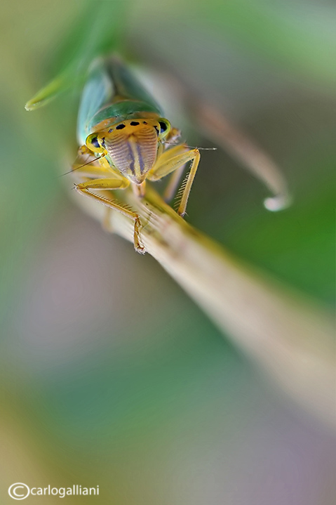 Cicadella viridis-scatti psichedelici